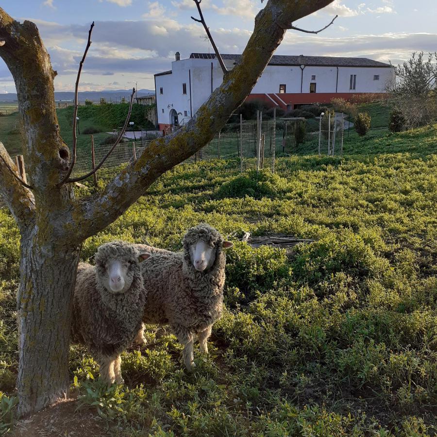 Masseria Agriturismo Moschella Posta Piana Bagian luar foto