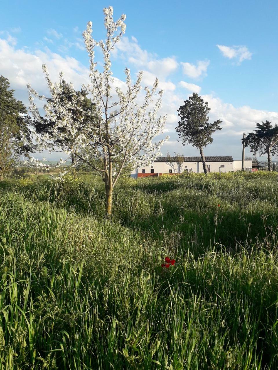 Masseria Agriturismo Moschella Posta Piana Bagian luar foto